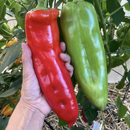 Aconcagua, Pepper Seeds - Packet image number null